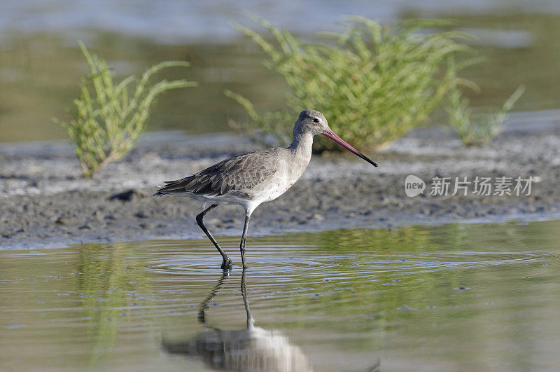 黑尾白头翁(Limosa Limosa)